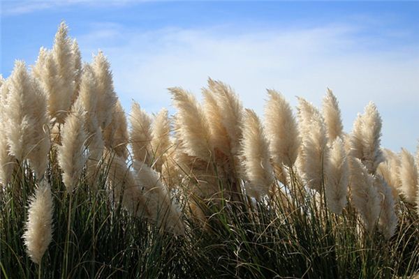 夢見蘆葦是什麼意思