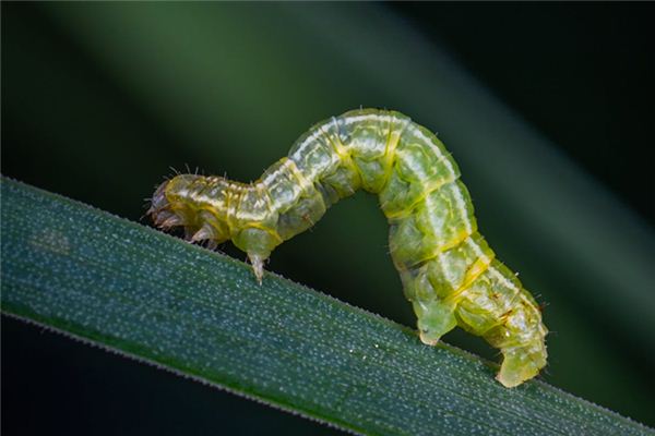 夢見蛆是什麼意思