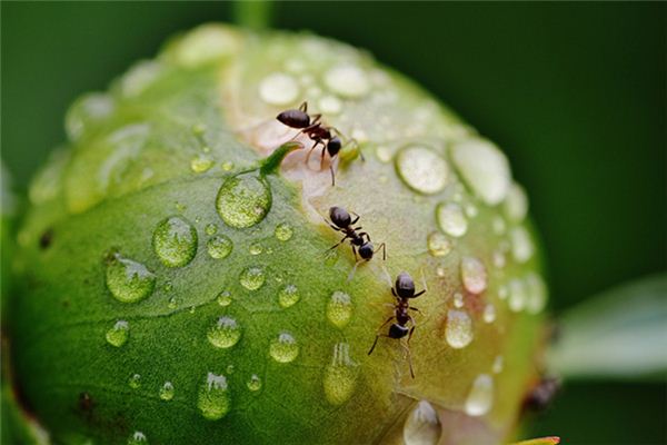 夢見螞蟻搬家是什麼意思