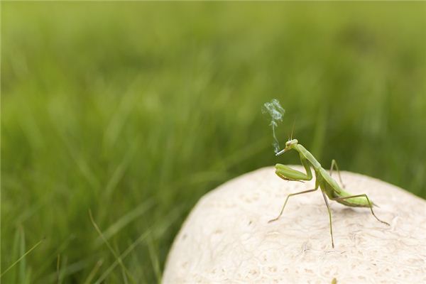 夢見螳螂是什麼意思