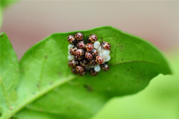 夢見蟲卵是什麼意思