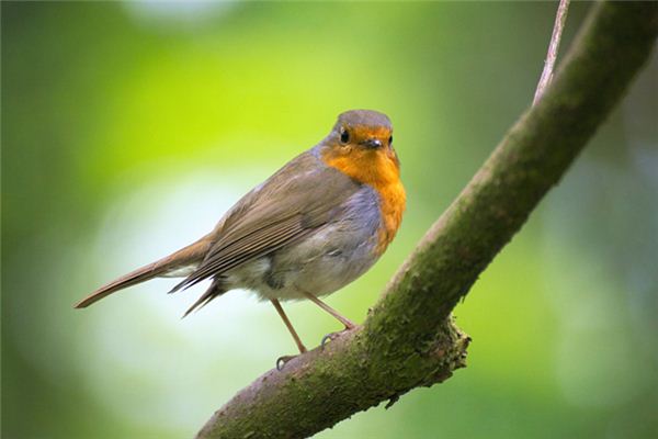 夢見被鳥啄是什麼意思