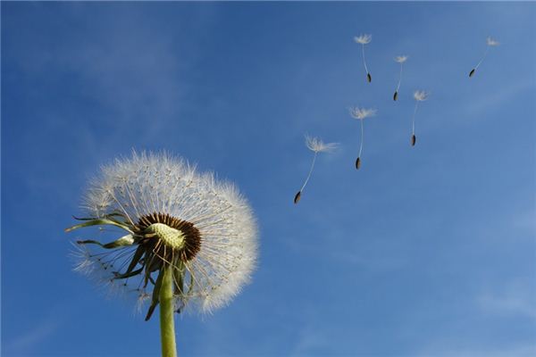 夢見西風是什麼意思