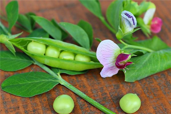 夢見豆莢是什麼意思