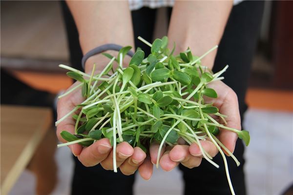 夢見買豆芽是什麼意思