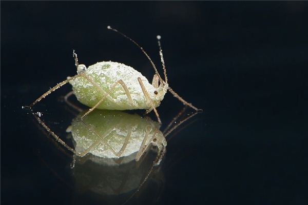 夢見跳蚤是什麼意思