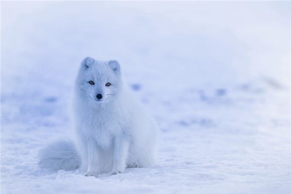 夢見野生動物是什麼預兆