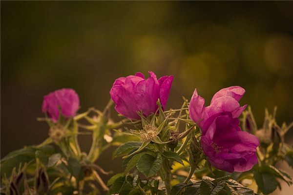 夢見野薔薇是什麼意思