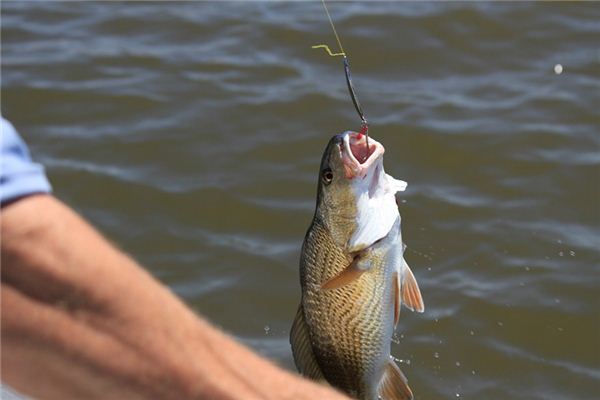 夢見釣魚鉤是什麼意思