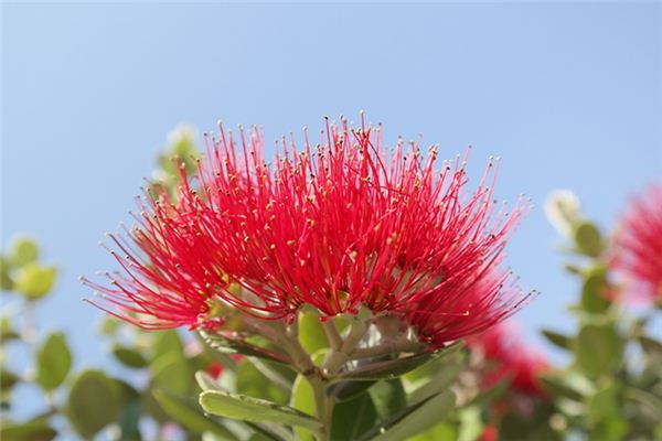 夢見鐵樹開花是什麼意思