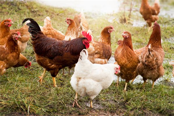 夢見雞在啄食飼料