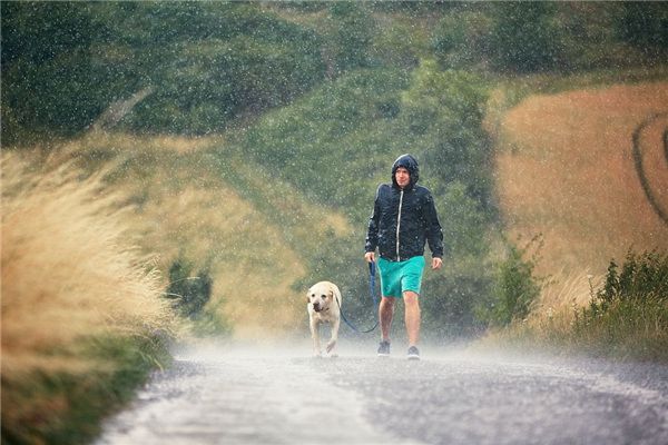 夢見雨中出現動物