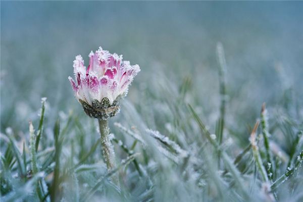 夢見雪中開花是什麼意思