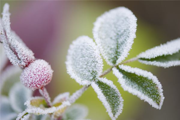 夢見霜降草木枯萎