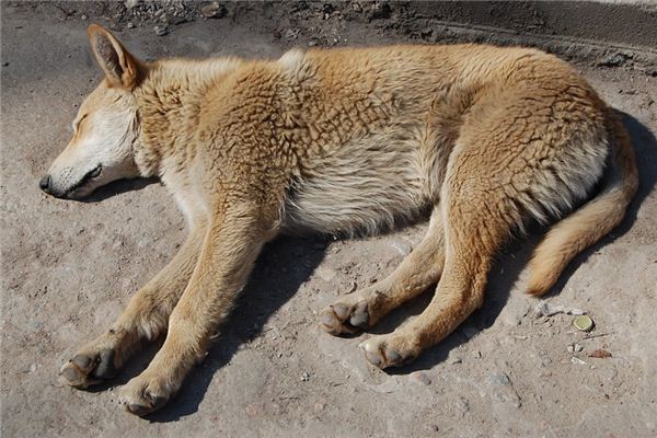 夢見餓死是什麼意思