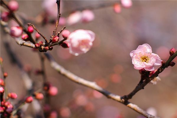 夢見香桃木是什麼意思