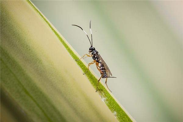 夢見馬蜂是什麼意思