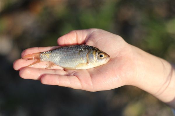 夢見鯽魚是什麼意思