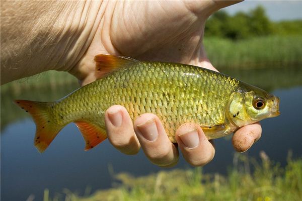 夢見鰱魚是什麼意思