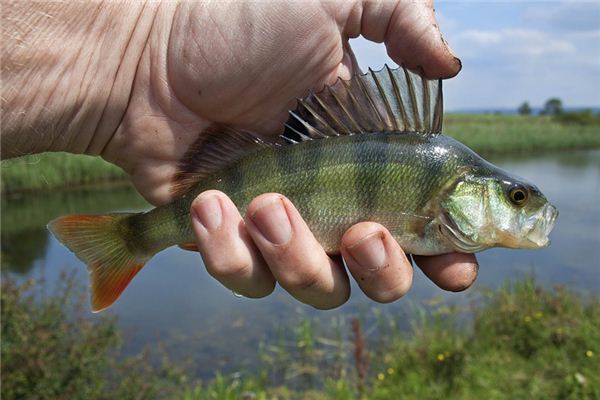 夢見鱸魚是什麼意思