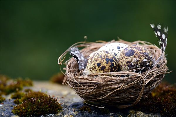 夢見鳥蛋是什麼意思