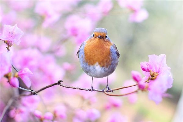 夢見鳥類是什麼意思