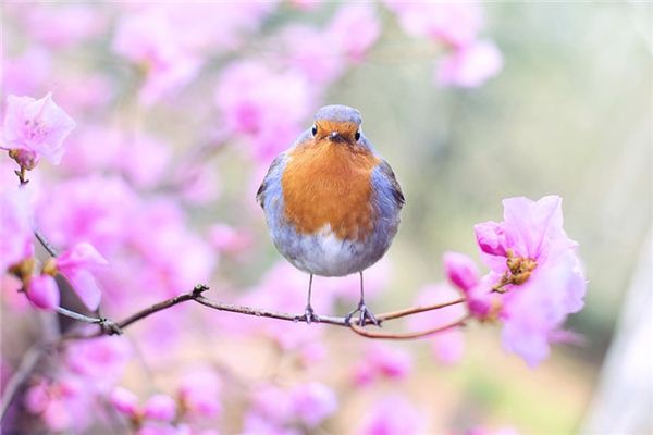 夢見鳥鳴是什麼意思