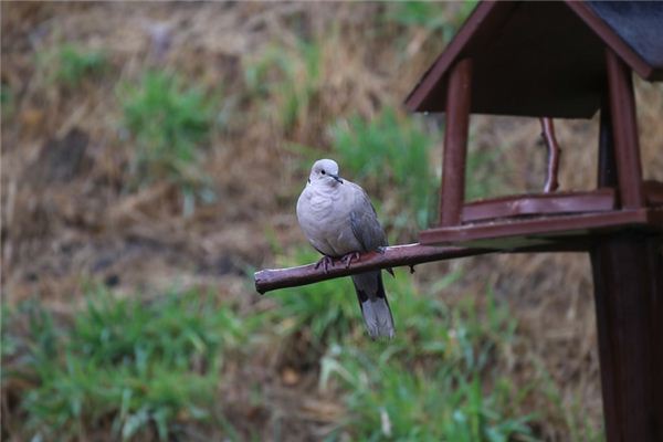 夢見鳩是什麼意思