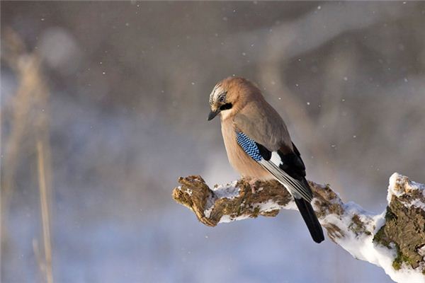 夢見鵬鳥是什麼意思