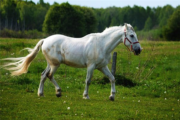 孕婦夢見馬