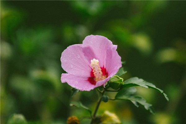 屬狗的“桃花”色