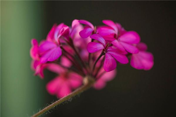 屬豬的“桃花”色