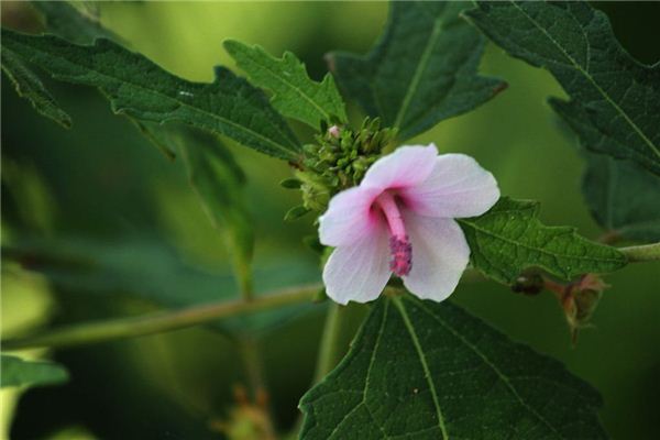 屬雞的“桃花”色