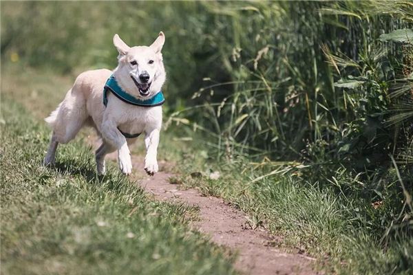 狗的寓言故事