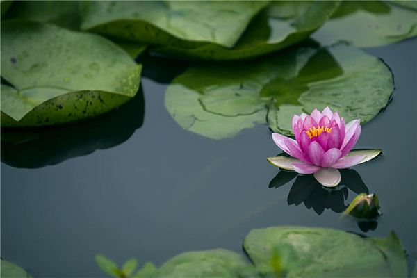 B型血的代表花